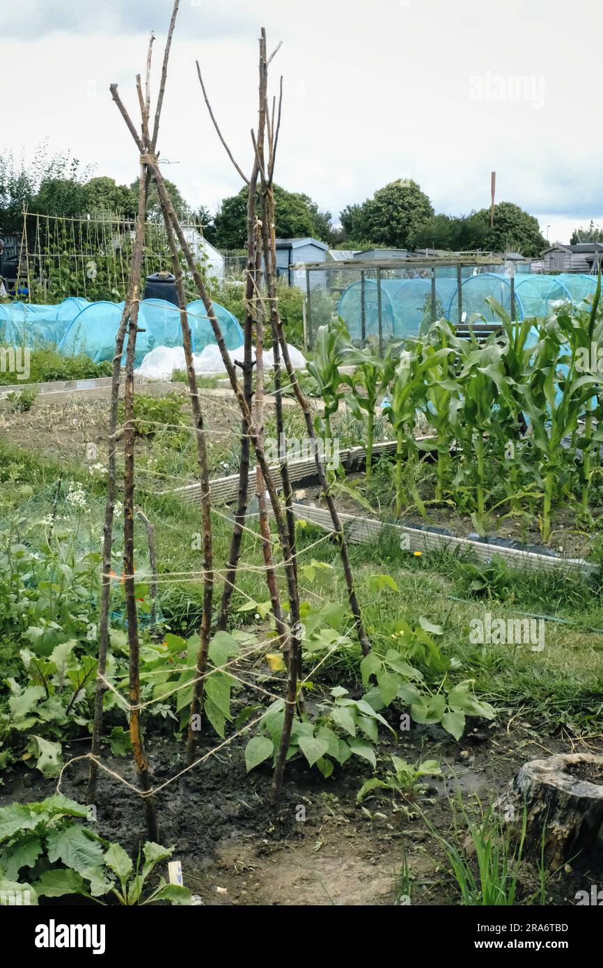 Supports de plantes rustiques Wigwam pour haricots grimpants Banque D'Images