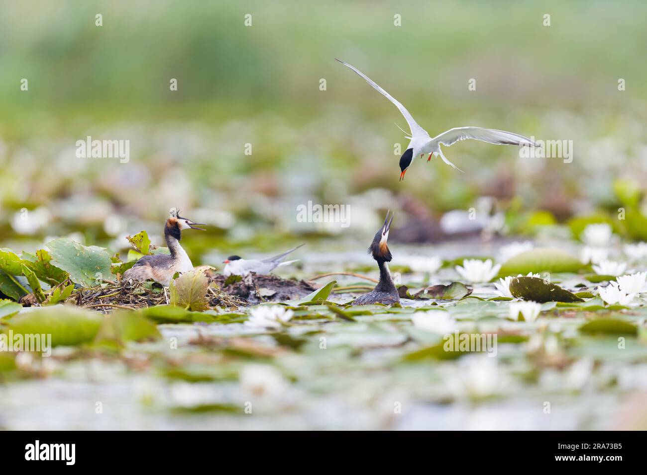 Grand grebe à craquer Podiceps cristatus, 2 adultes de plumage reproducteurs et Sterna hirundo, 2 adultes de plumage reproducteurs, 1 de chaque combat Banque D'Images