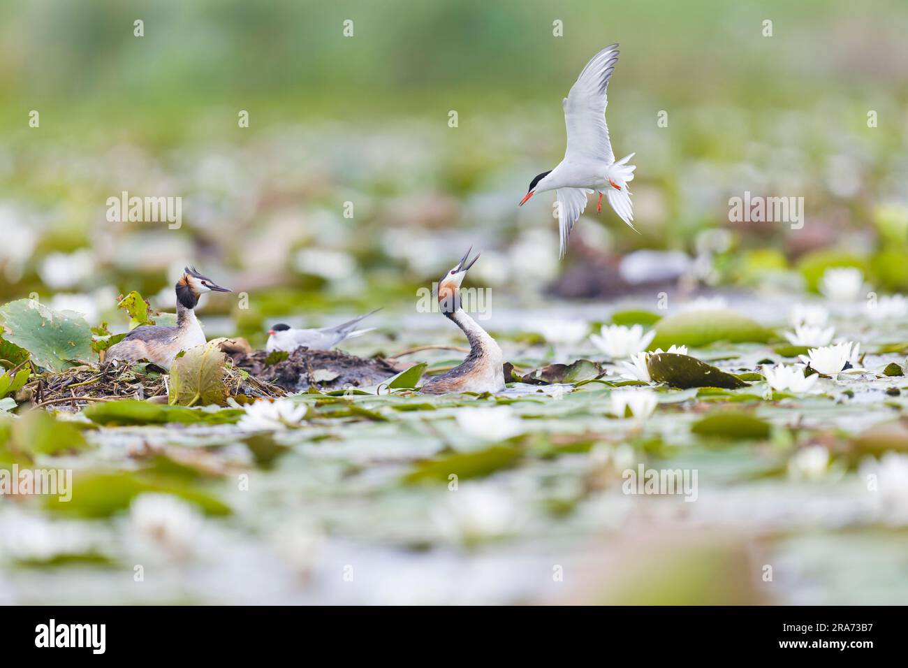 Grand grebe à craquer Podiceps cristatus, 2 adultes de plumage reproducteurs et Sterna hirundo, 2 adultes de plumage reproducteurs, 1 de chaque combat Banque D'Images