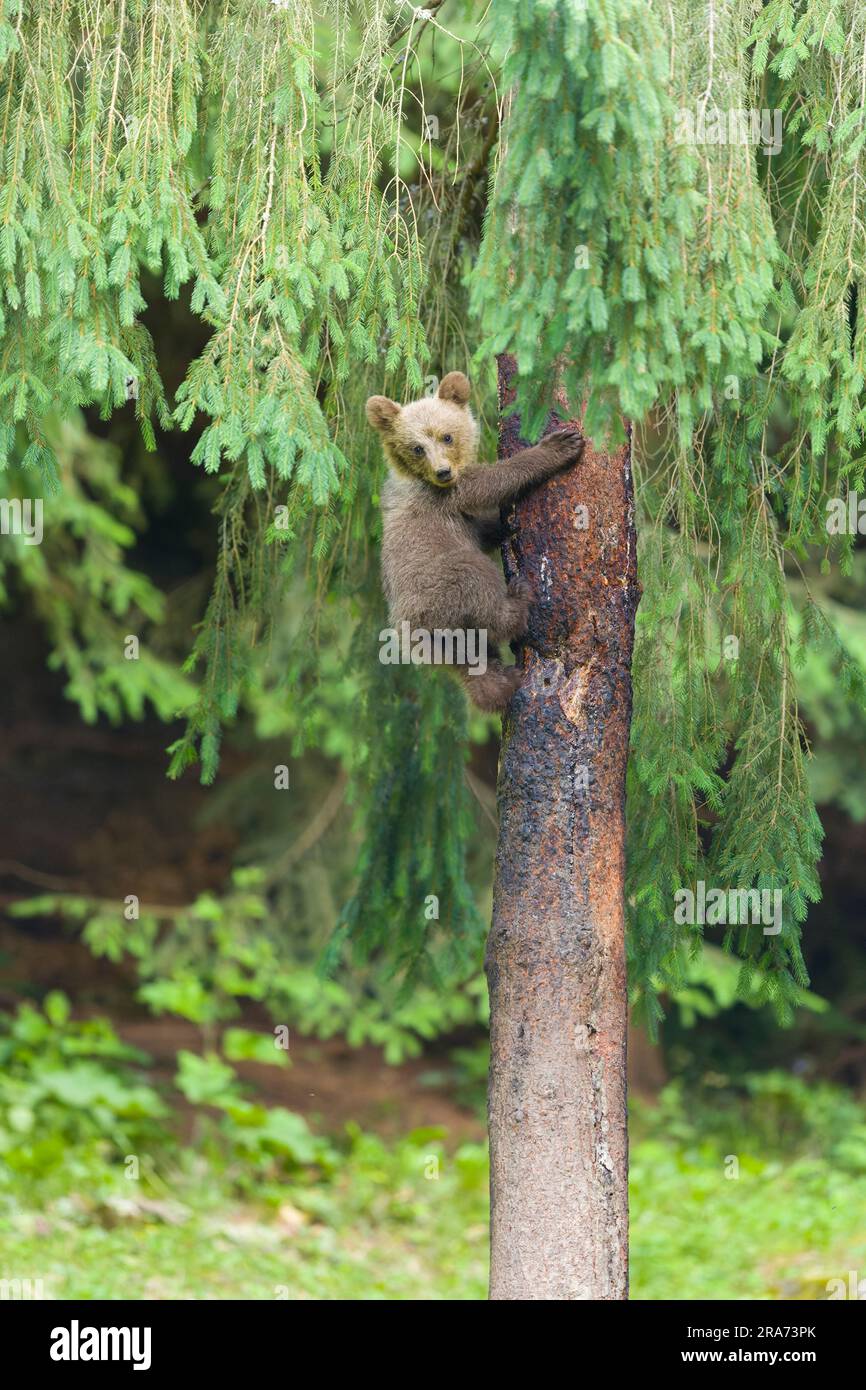 Ours brun européen Ursus arctos arctos, arbre d'escalade cub, Transylvanie, Roumanie, juin Banque D'Images