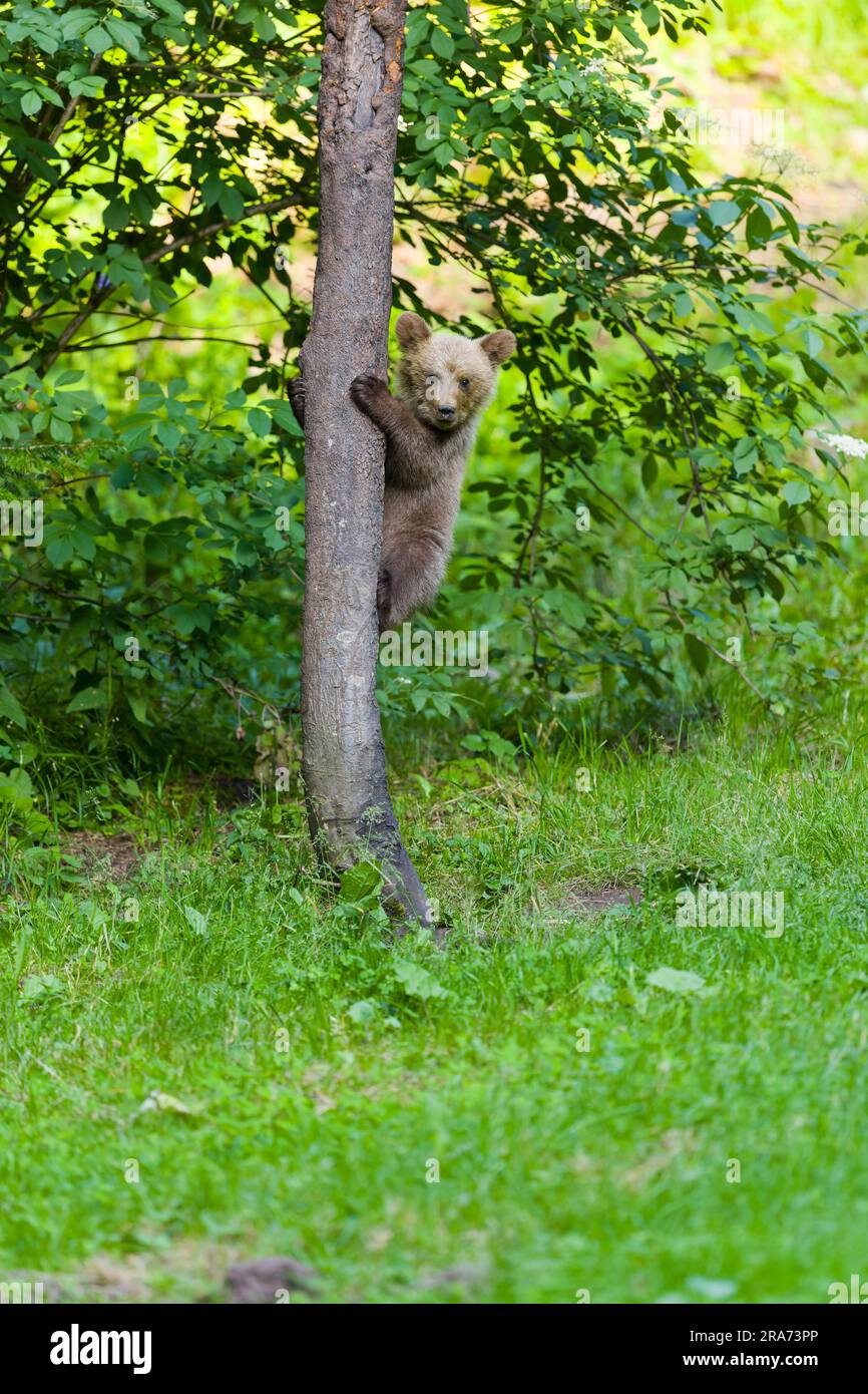 Ours brun européen Ursus arctos arctos, arbre d'escalade cub, Transylvanie, Roumanie, juin Banque D'Images