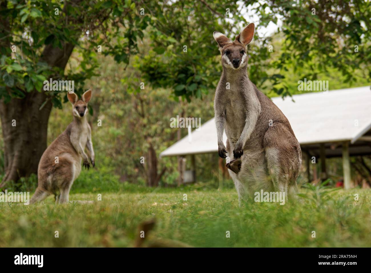 Wallaroo (Macropus robustus) dans le parc national de Carnarvon situé dans la biorégion de la ceinture de Brigalow du Sud dans la région de Maranoa, dans le centre du Queensland au Banque D'Images