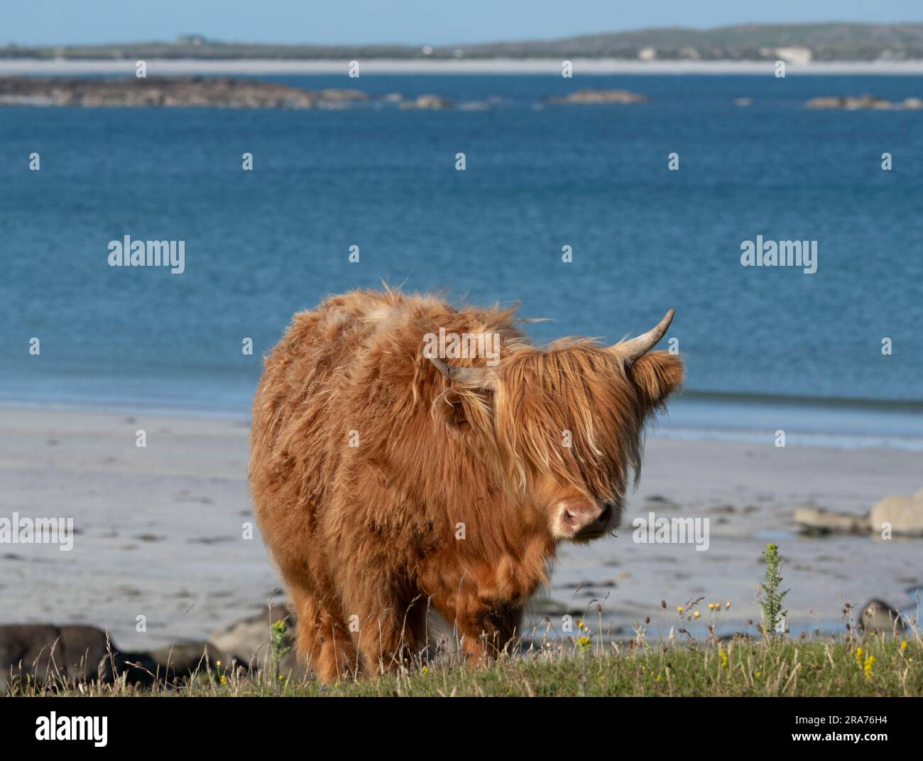 Bétail des Highlands pâturant sur le Machair, île de Tiree, Écosse Banque D'Images