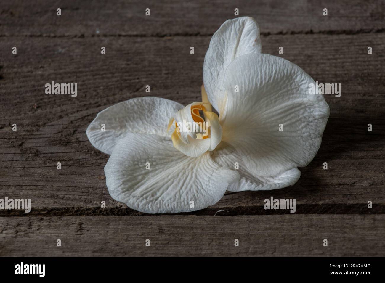 orchidée blanche sur une vieille table en bois Banque D'Images