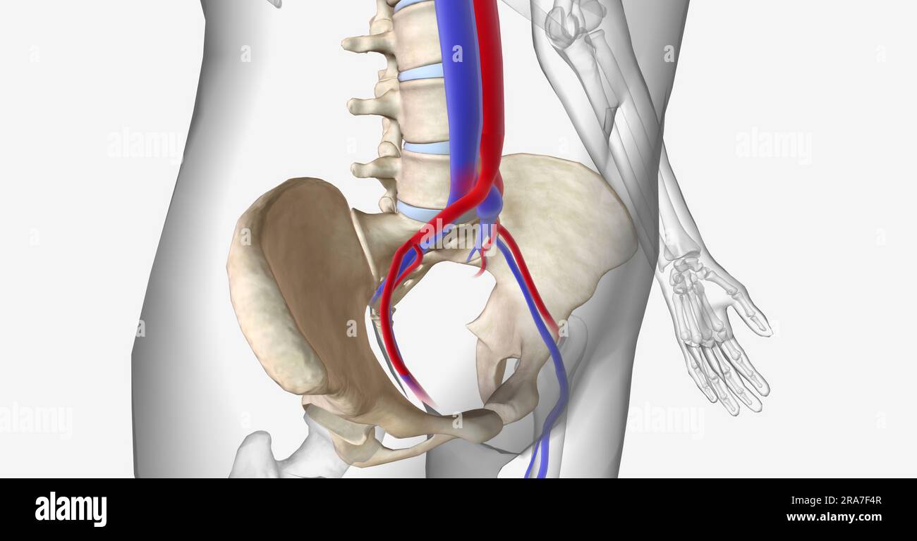 Artère iliaque primitive Banque de photographies et d’images à haute