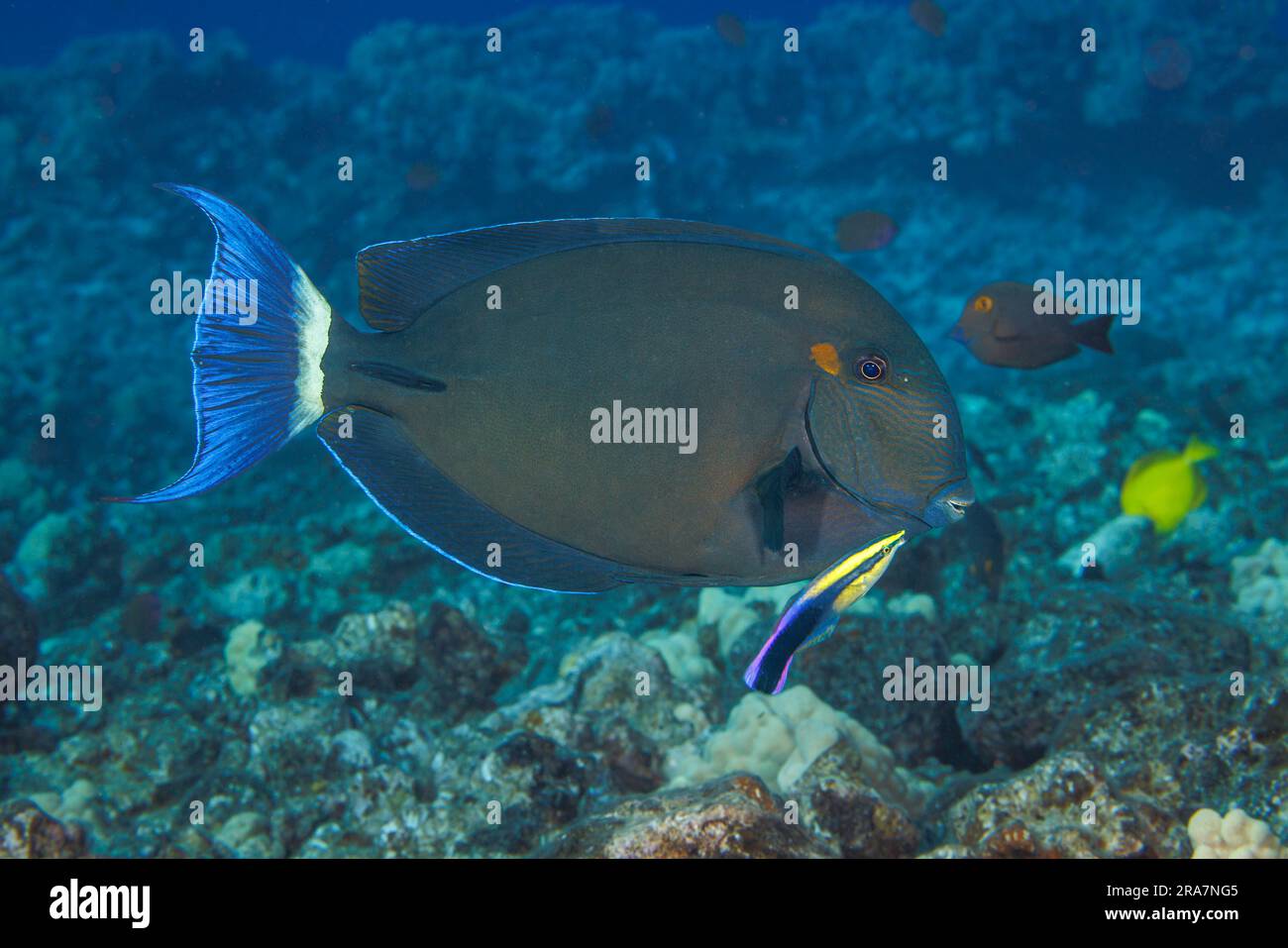 Le poisson-fond à queue d'anneau, Acanthurus blochii, se trouve souvent dans les grandes écoles, Hawaii. Cet individu est examiné par le c hawaïen endémique Banque D'Images