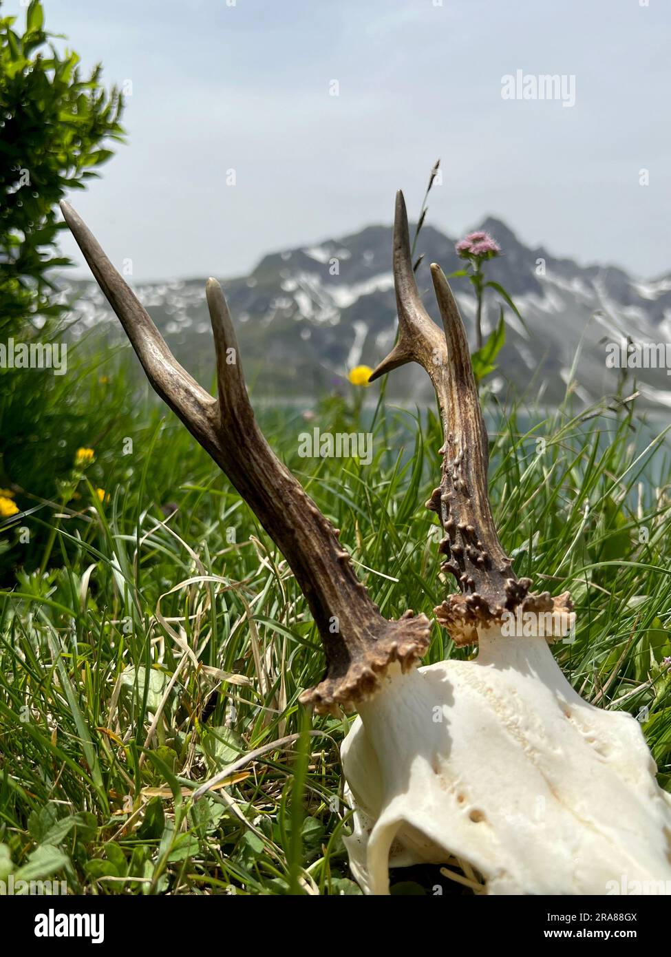 Bois roé dans les hautes montagnes de Montafon (lac Lünersee, Vorarlberg). Banque D'Images