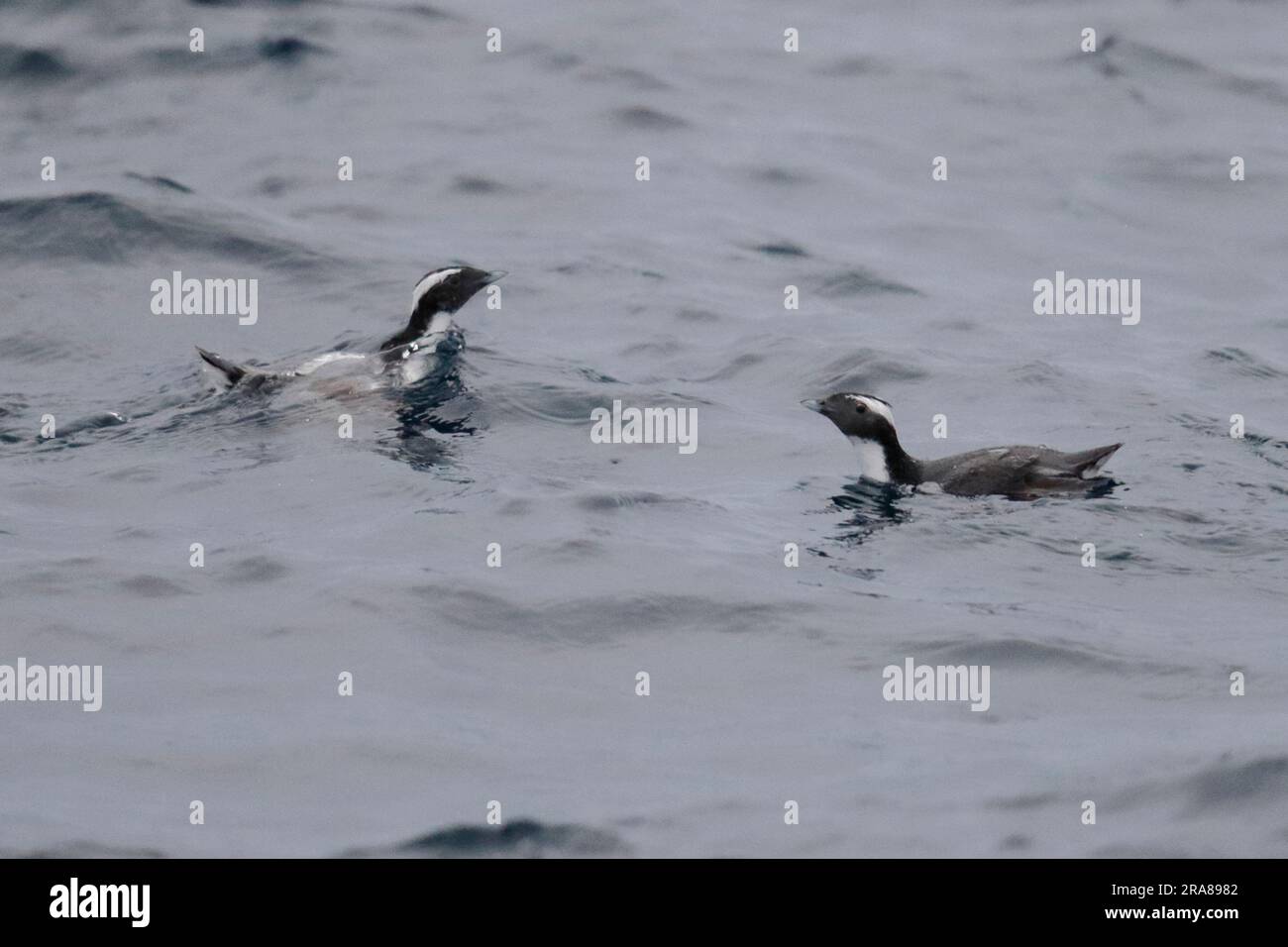Murrelets japonais (Synthiloboramphus wumizusume), deux oiseaux nageant, Mer du Japon Banque D'Images