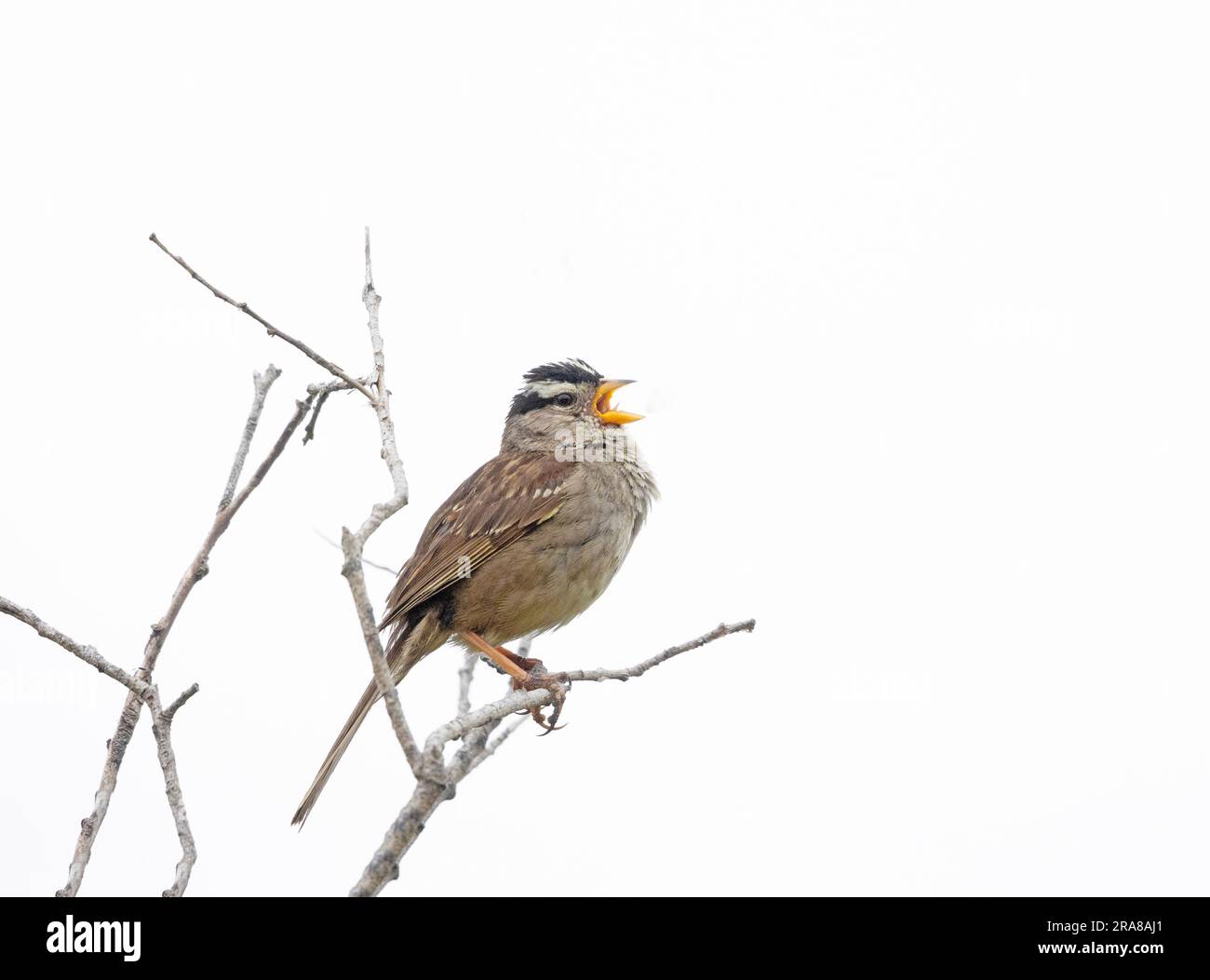 Chant Sparrow à couronne blanche Banque D'Images