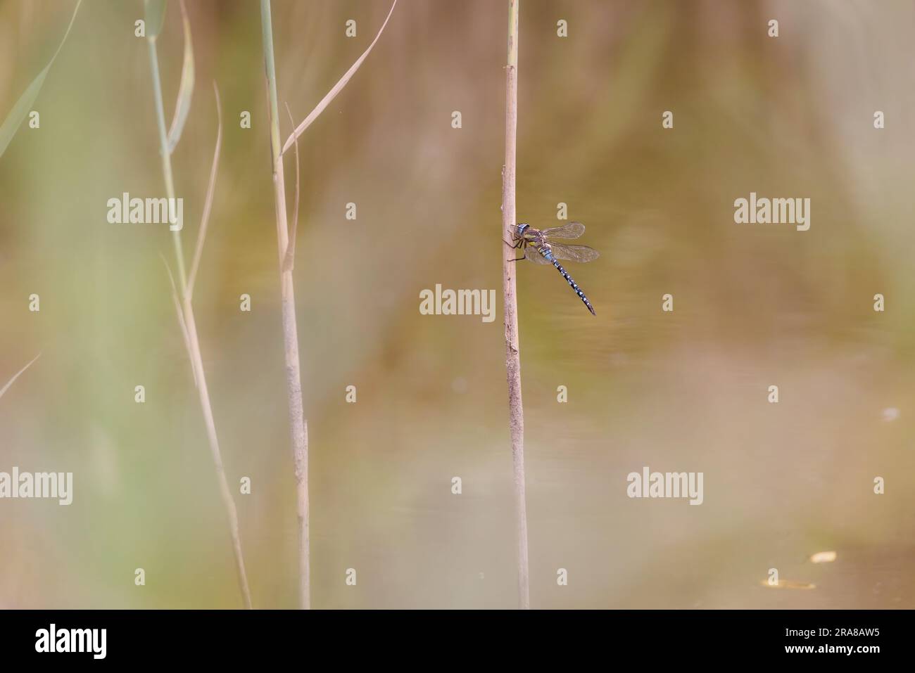 Libellule du Sud (Aeshna cyanoa) perchée sur la tige des roseaux Banque D'Images