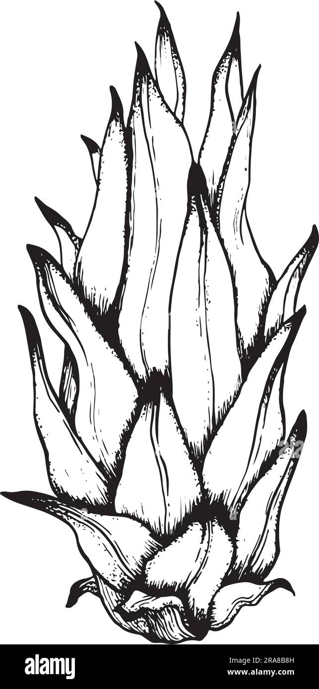 Vecteur entier pitaya jeune fruit de argon avec des feuilles noir ligne blanche illustration d'esquisse. Dessin de ligne de Pitahaya vectoriel Illustration de Vecteur