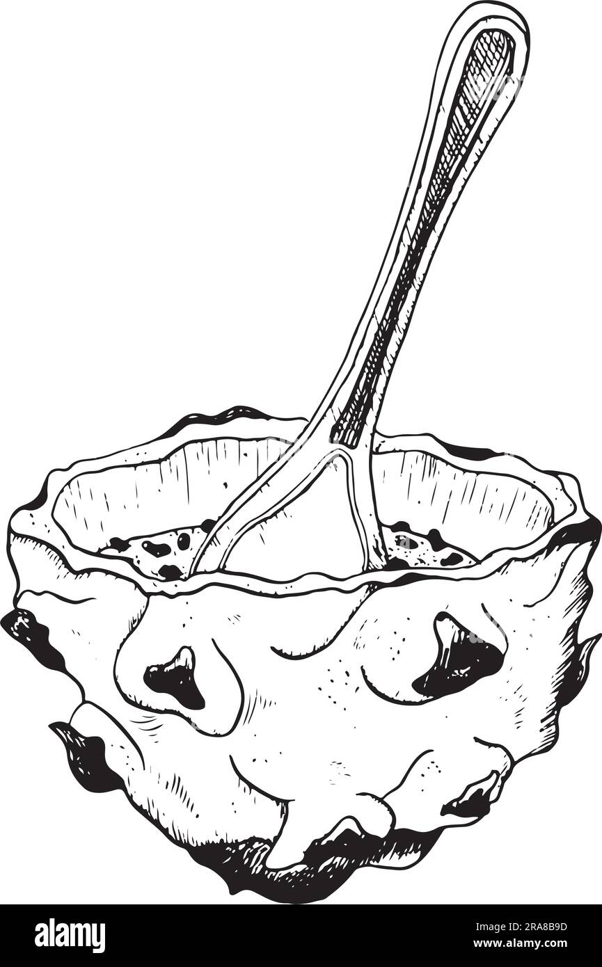 Demi-dessert vectoriel aux fruits du dragon avec cuillère, illustration en noir et blanc. Dessin de ligne réaliste de pitaya asiatique tropical Illustration de Vecteur