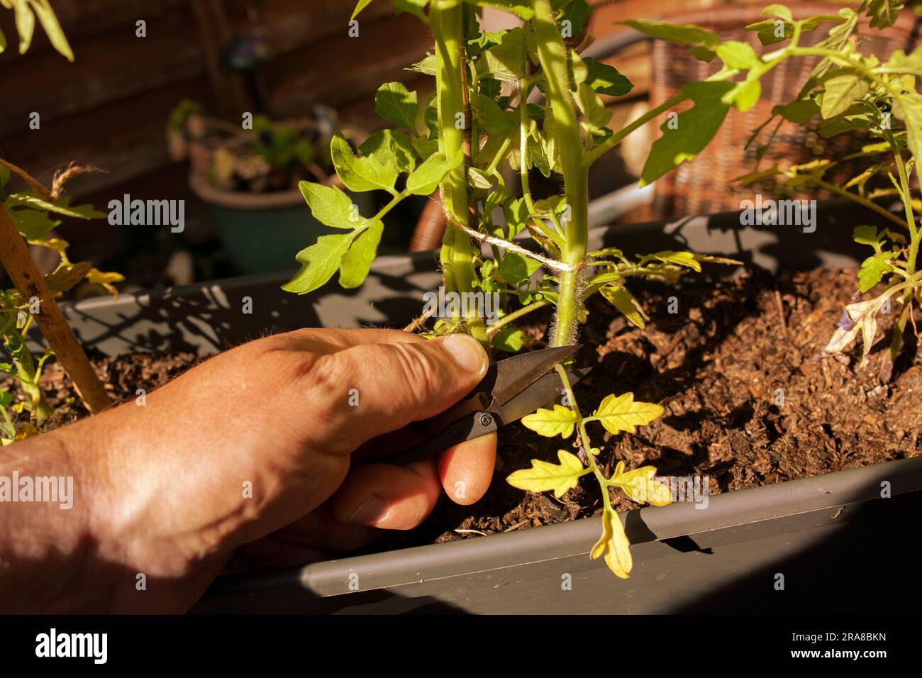 Homme coupant des feuilles mortes d'une usine de tomate avec des coupe-jardin en plein soleil tôt le matin. Développez votre propre concept Banque D'Images