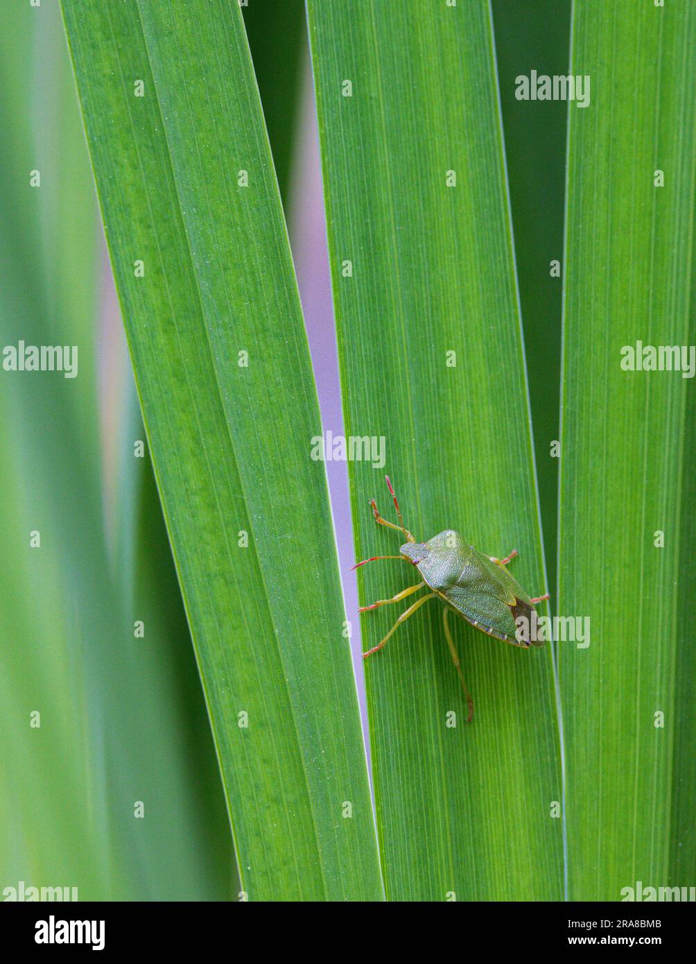 Un insecte vert commun (Palomena prasina) sur les tiges de l'iris Banque D'Images