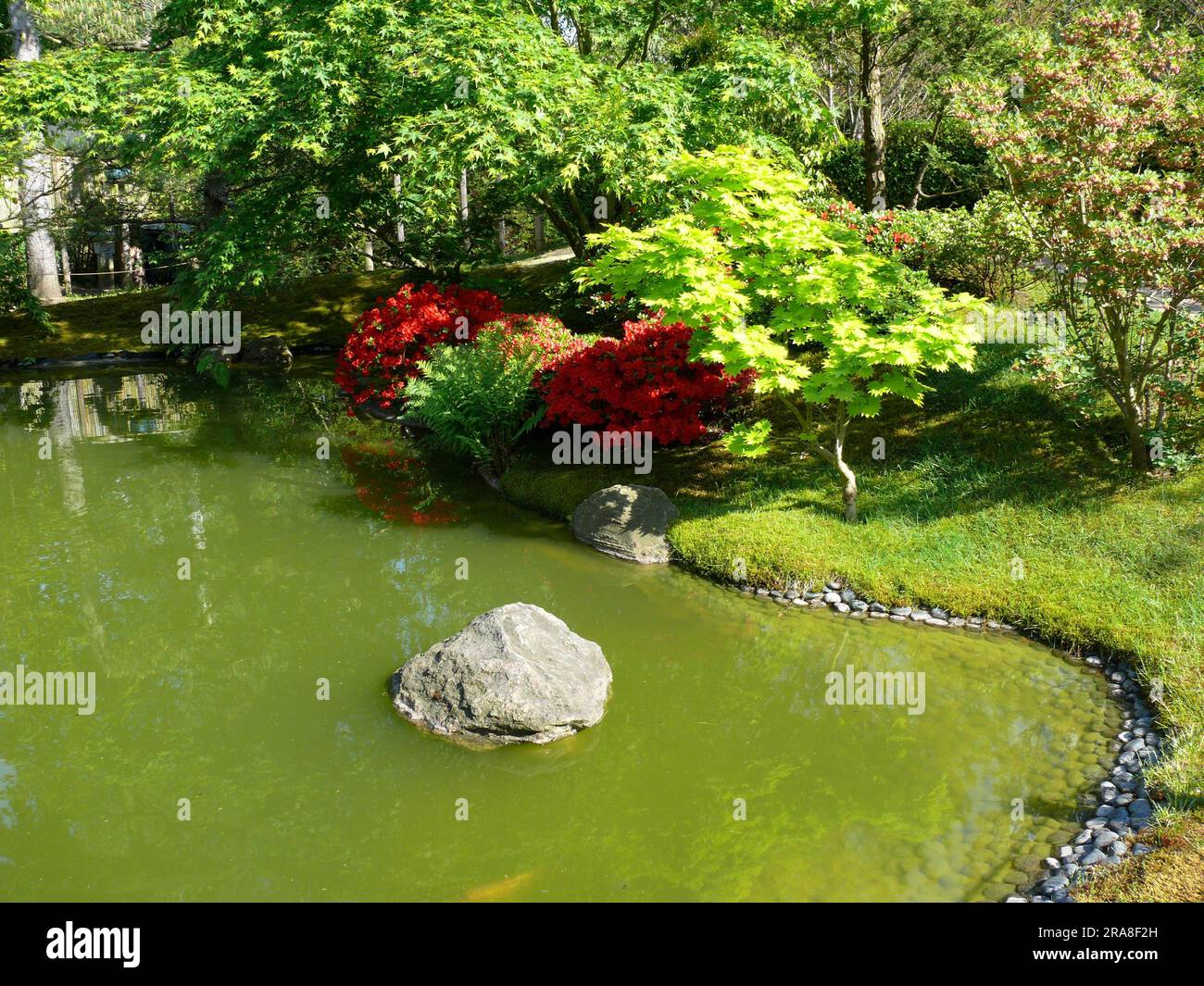 Étang, jardin bonsaï japonais à Schwilowsee, OT. Ferch, Brandebourg Banque D'Images
