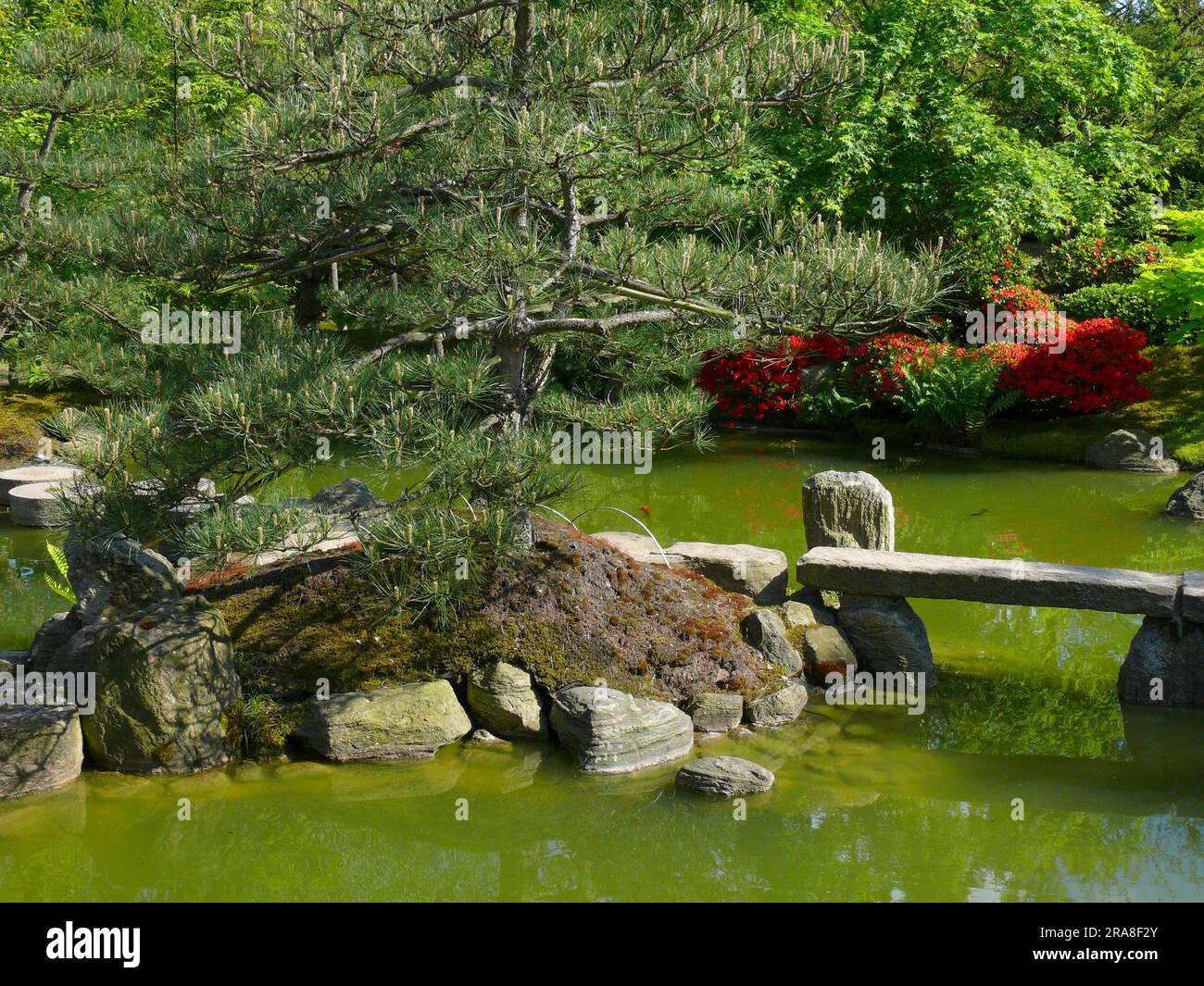 Étang, jardin bonsaï japonais à Schwilowsee, OT. Ferch, Brandebourg Banque D'Images