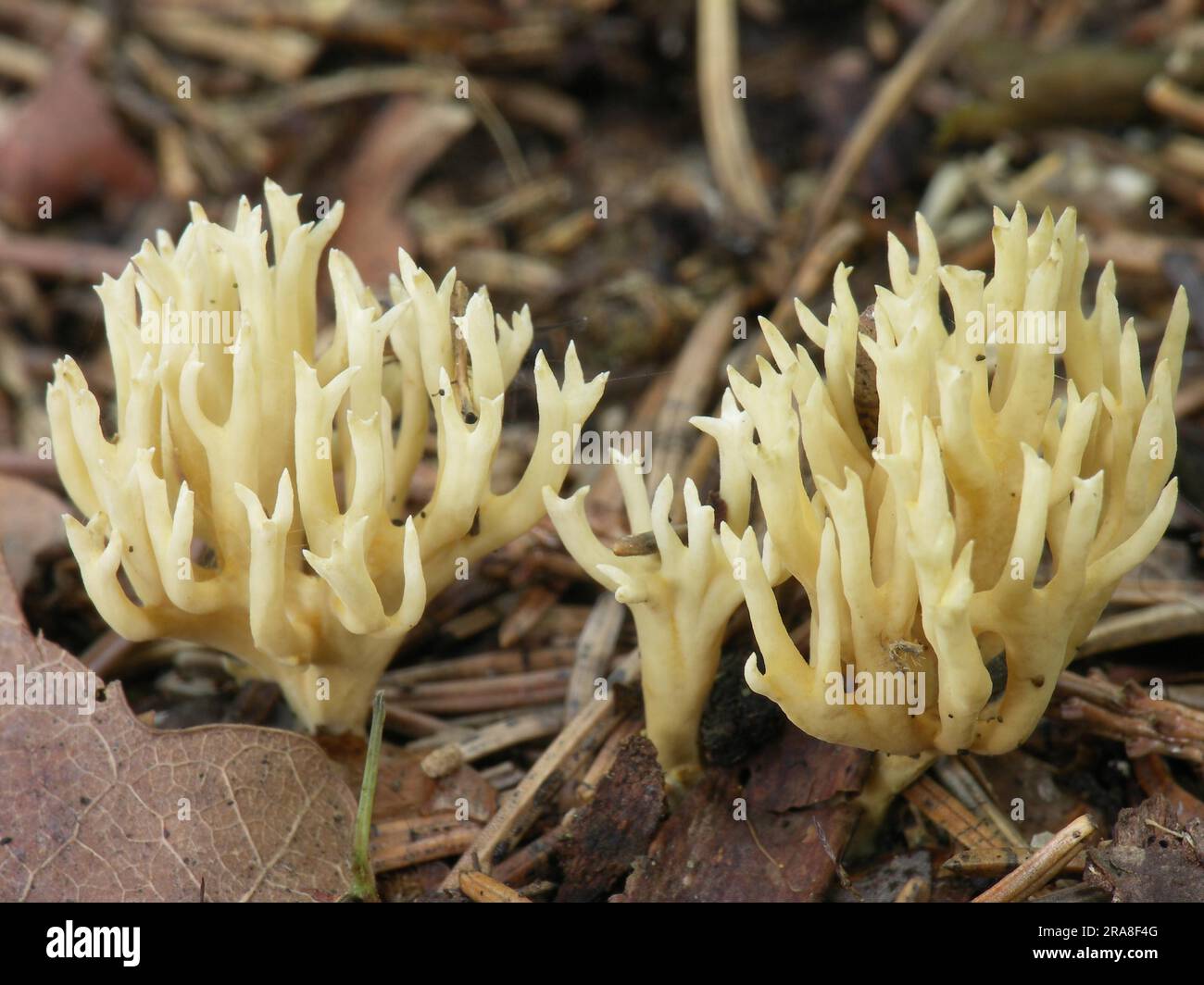 Champignon de corail (Clavulina) cristata, corail en forme de peigne Banque D'Images