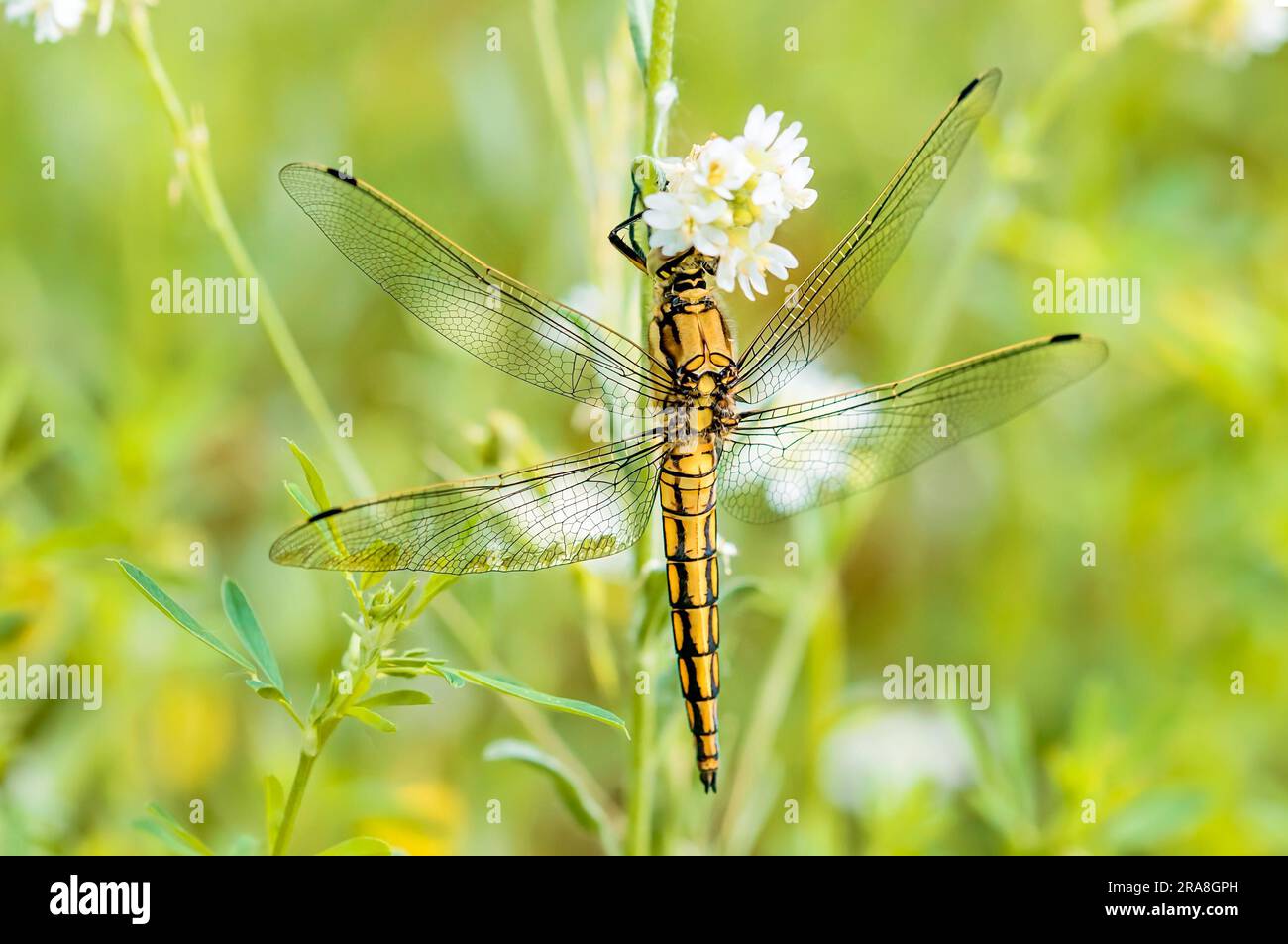Un mâle de libellule jaune, également connu sous le nom de skimmer à queue noire (Orthetrum canculatum), mangeant sur une fleur sous le soleil chaud de printemps Banque D'Images