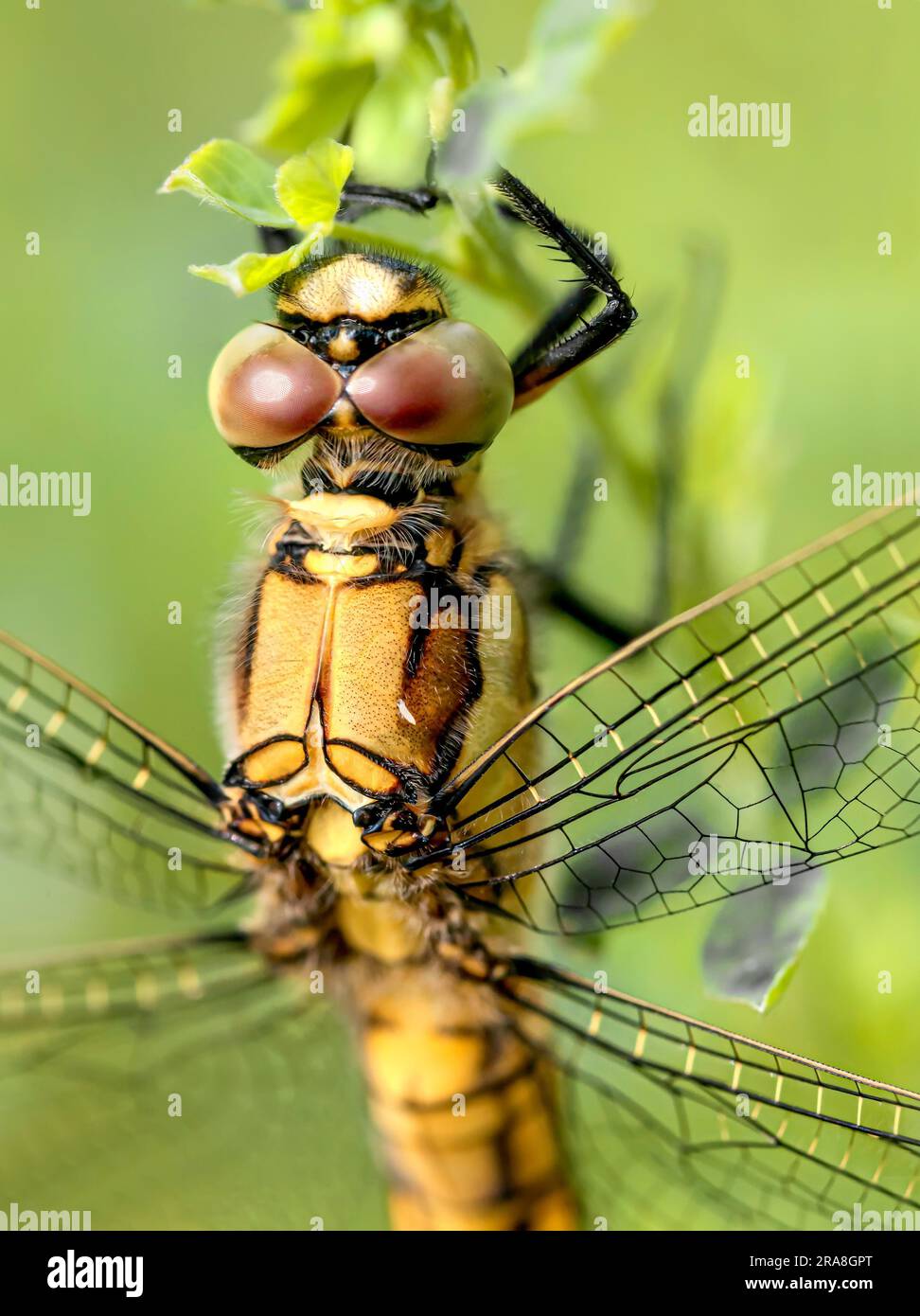 Un mâle de libellule jaune, également connu sous le nom de skimmer à queue noire (Orthetrum canculatum), mangeant sur une fleur sous le soleil chaud de printemps Banque D'Images