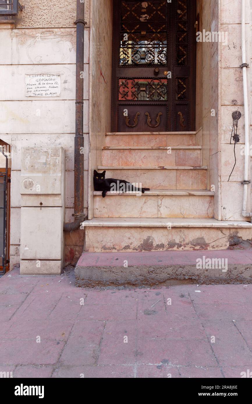 Chat noir aux yeux surprenants assis sur des marches dans une porte avec une porte en métal brun avec des symboles inhabituels à Istanbul, Turquie Banque D'Images