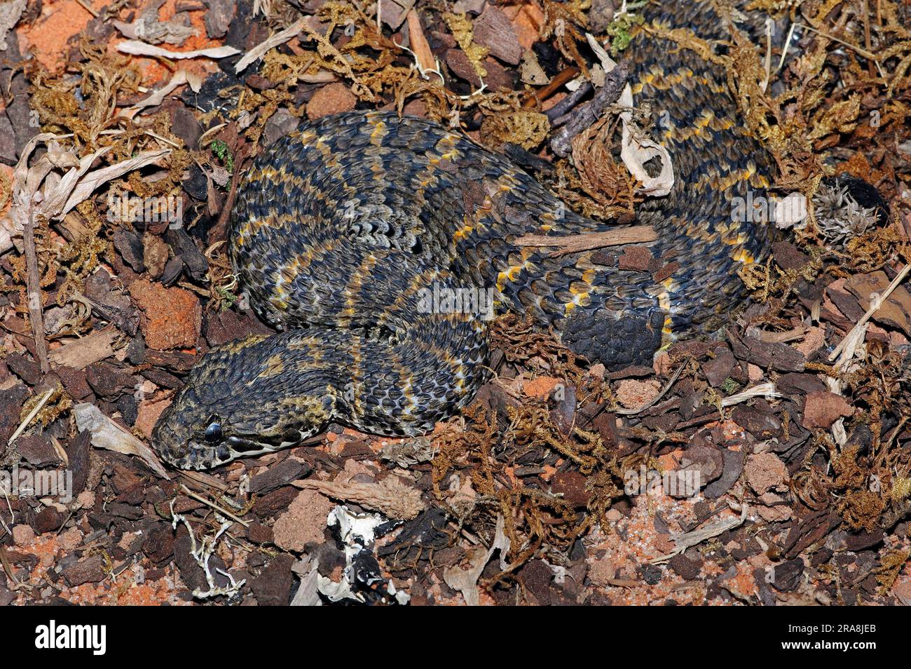 Adder de la mort de Jayan, Adder de la mort à grande échelle (Acanthophis rugosus) Banque D'Images
