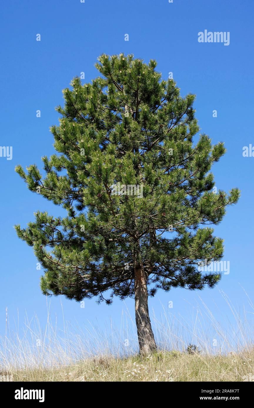 PIN écossais (Pinus sylvestris), Provence, Sud de la France Banque D'Images
