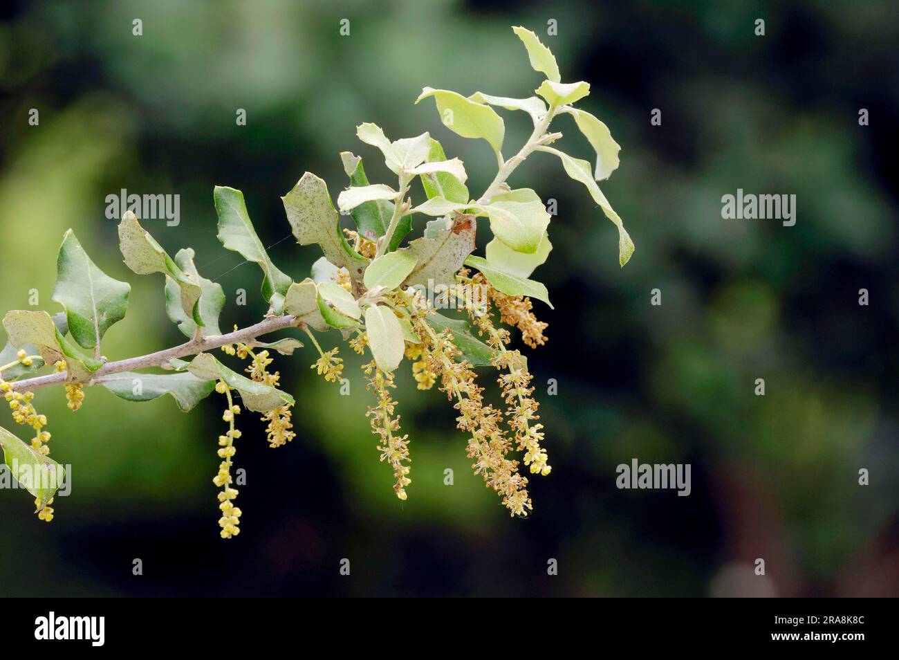 Chêne de Kermes (Quercus coccifera), Provence, Sud de la France (Quercus pseudococcifera) Banque D'Images