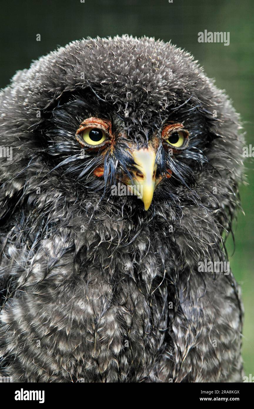 Jeune grand hibou gris (Strix nebulosa), grand hibou gris Banque D'Images
