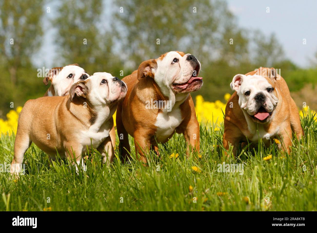 Bulldogs anglais Banque D'Images