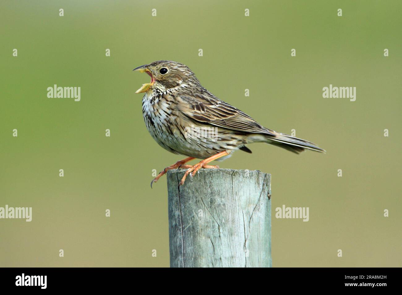 Banderole de maïs (Miliaria calandra) Portugal, côté Banque D'Images