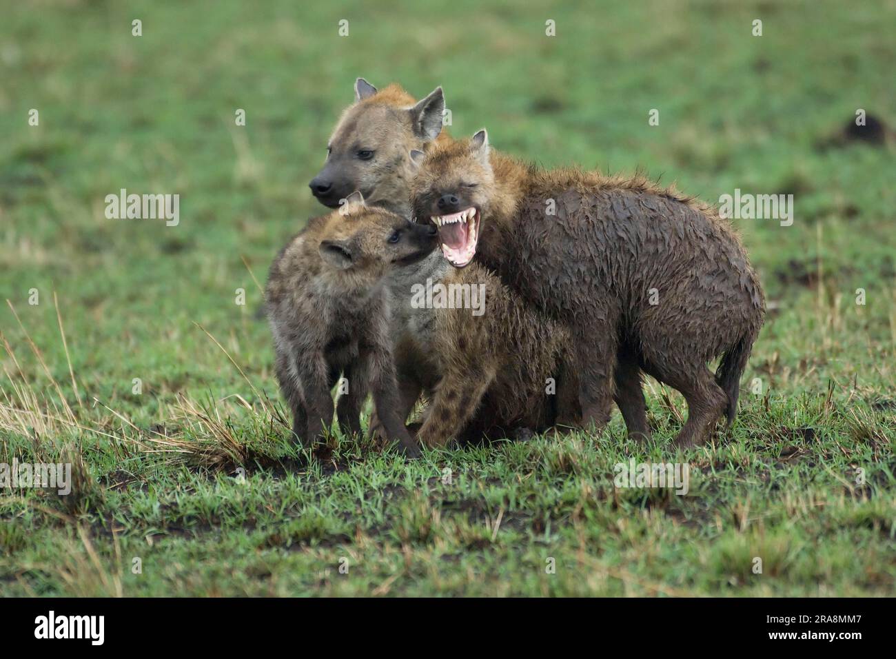 Hyènes tachetées (Crocuta crocuta) avec jeunes, Massai Mara Game Reserve, hyène tachetée, hyène, Kenya Banque D'Images