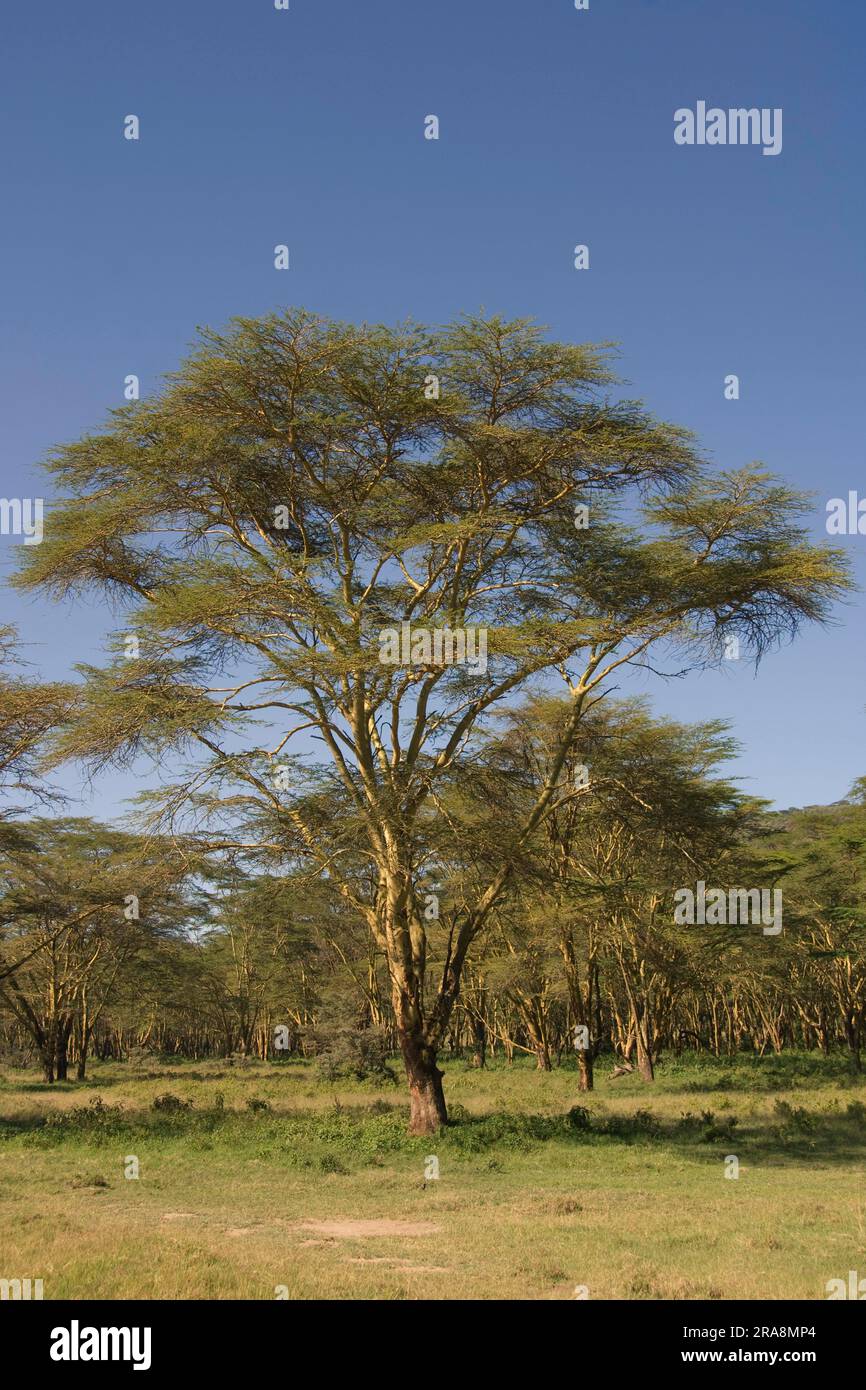 Arbre de fièvre (Acacia xanthophloea) arbre de fièvre jaune, parc national du lac Nakuru, Kenya Banque D'Images