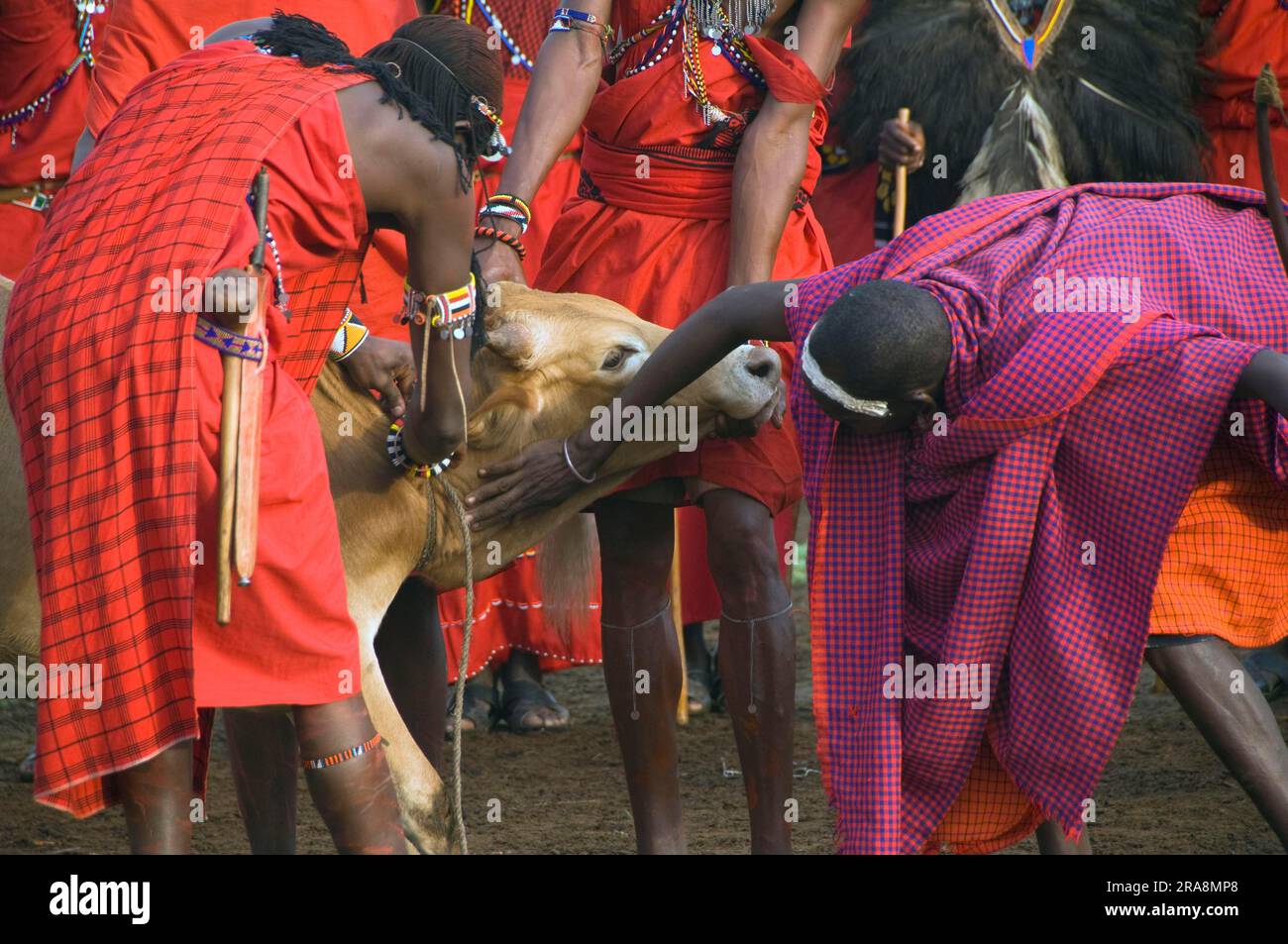 Les guerriers de Maasai saignant une vache pour extraire le sang, Masai Mara, Kenya Banque D'Images