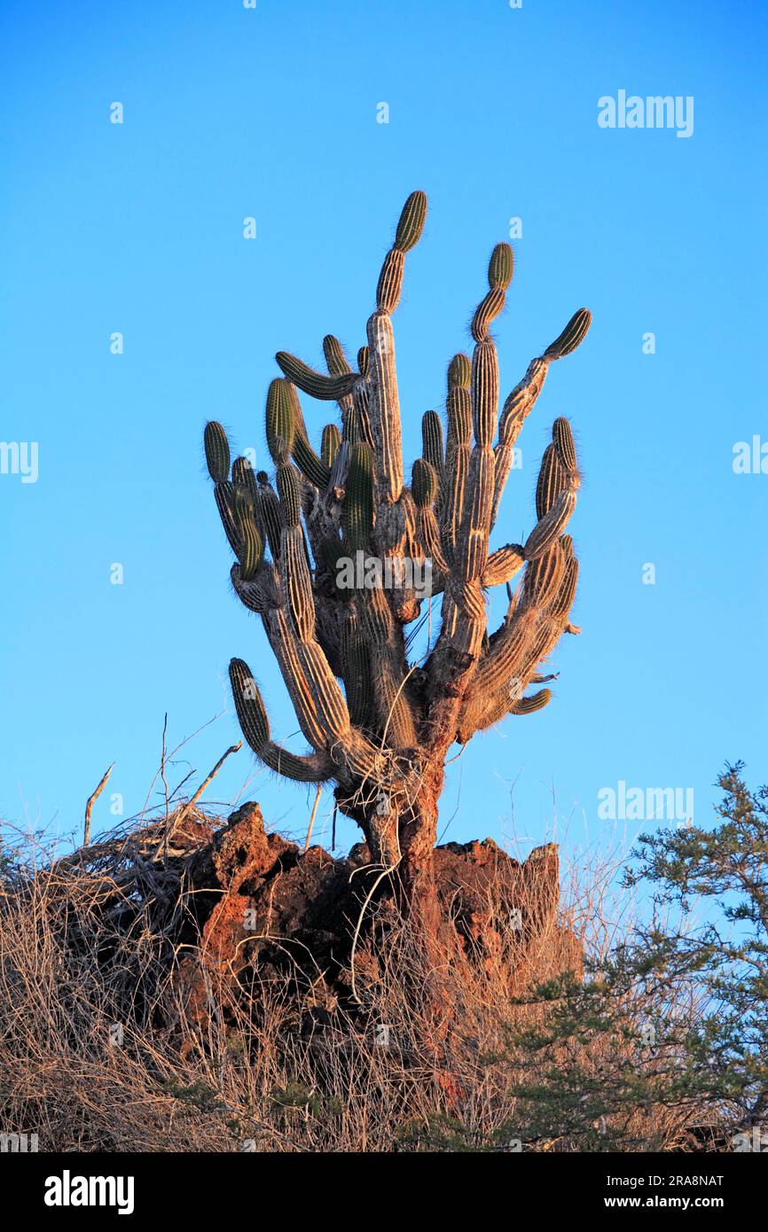 Candelabra Cactus (Jasminocereus thouarsii), Îles Galapagos, Équateur Banque D'Images