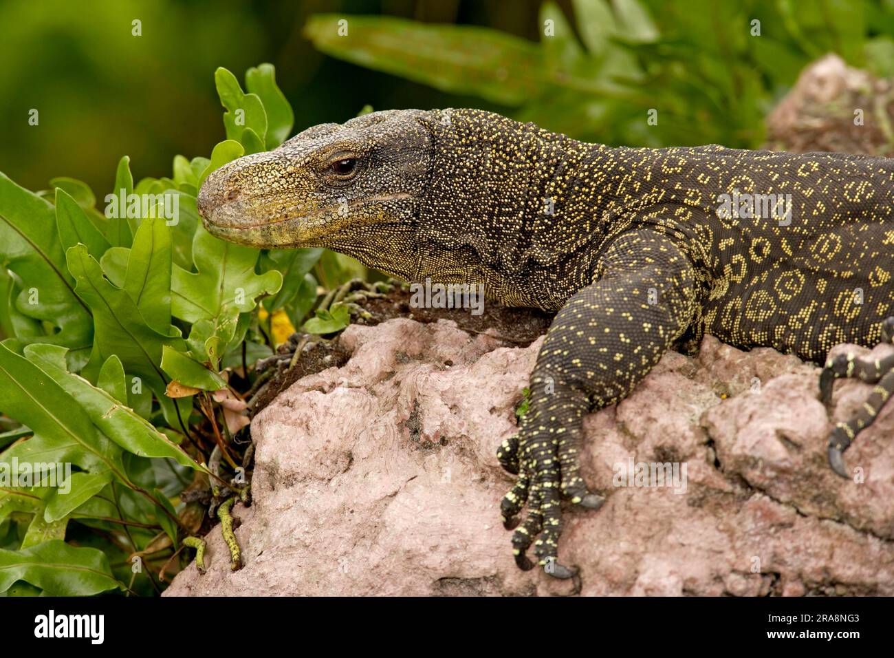 Moniteur crocodile (Varanus salvadorii) Banque D'Images