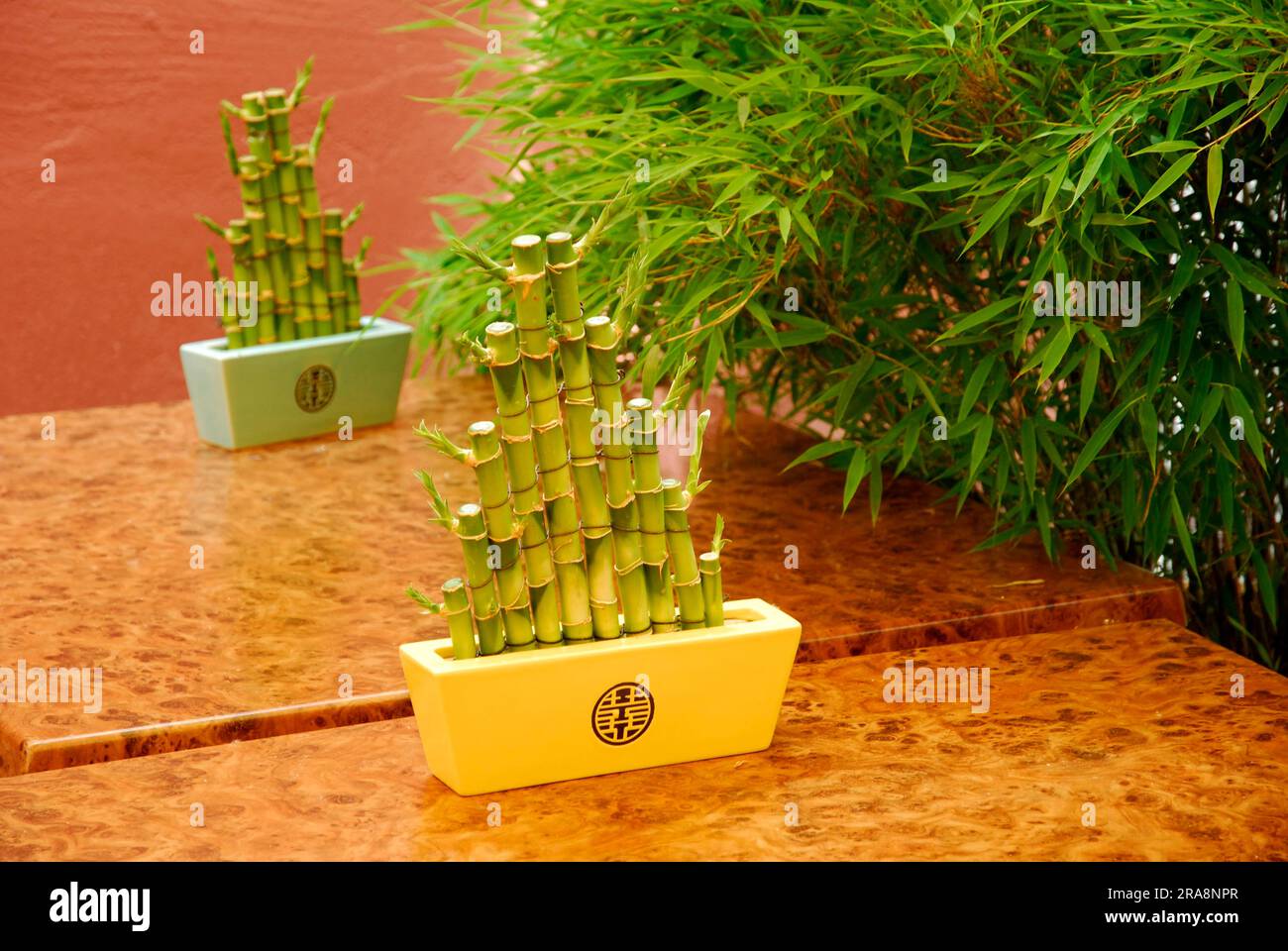 Lucky Bamboo (Dracaena sanderiana) Banque D'Images