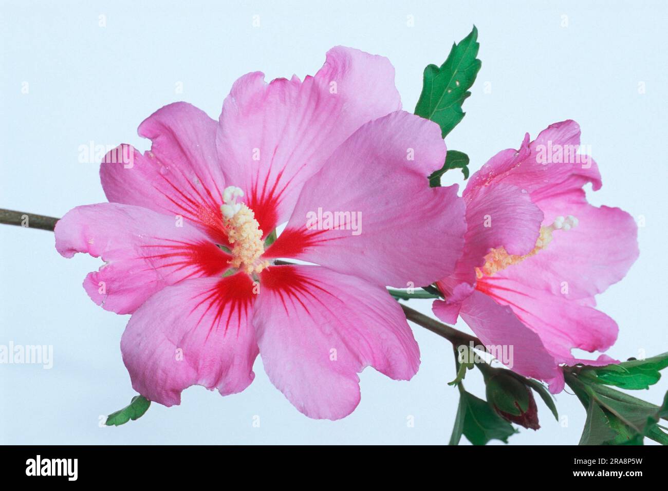 Hibiscus (Hibiscus syriacus), guimauve de jardin Banque D'Images