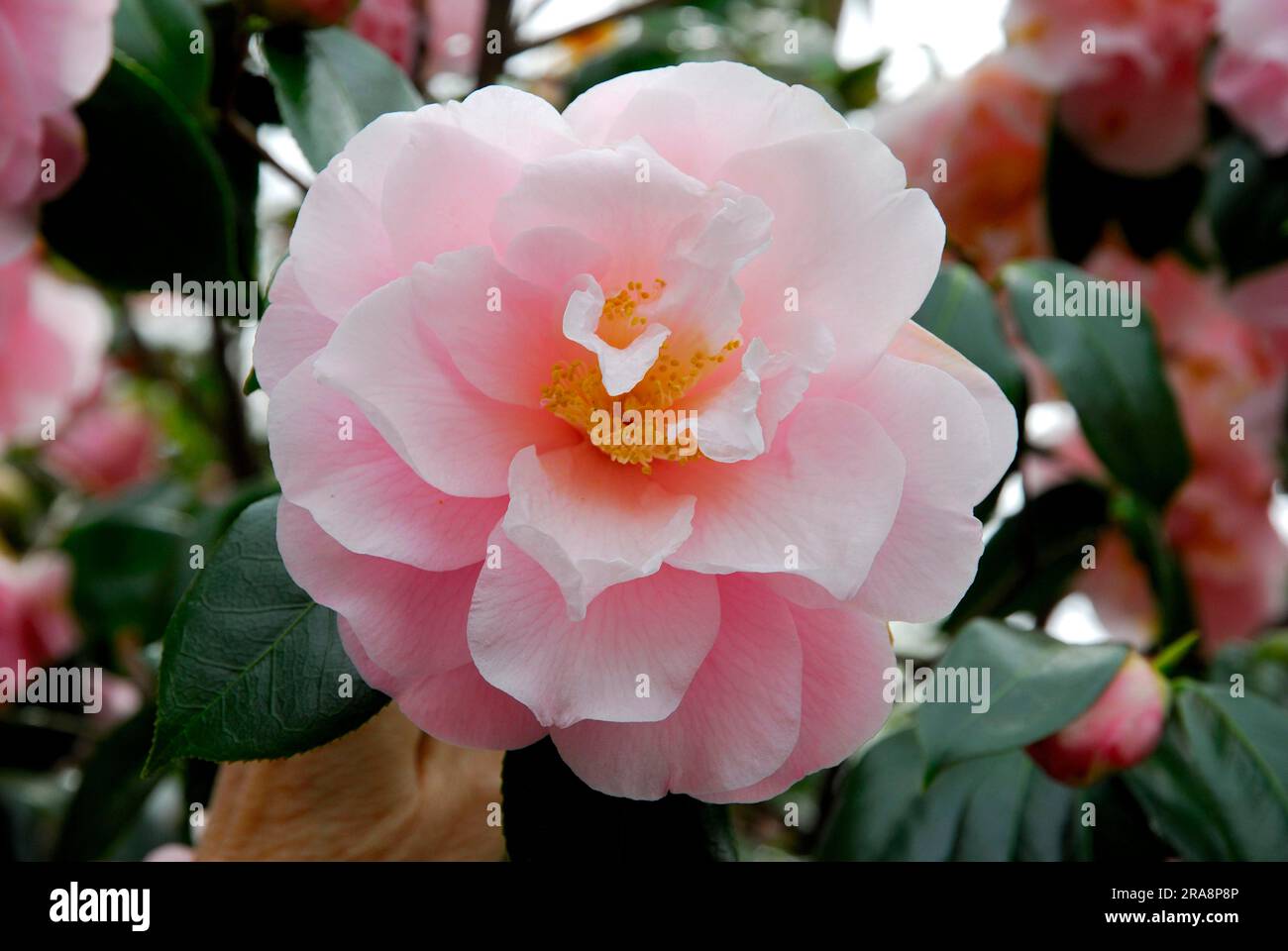 Camellia (Camellia japonica) heure du spectacle, Theaceae Banque D'Images