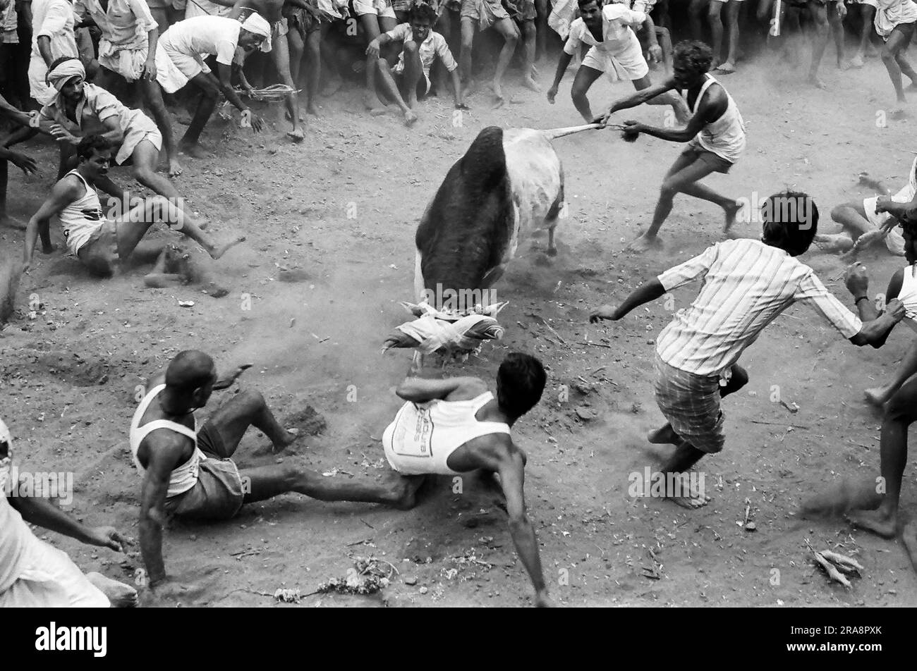 Photo en noir et blanc, Jallikattu ou taureau en train de tacher pendant le festival de Pongal à Avaniapuram près de Madurai, Tamil Nadu, Inde, Asie. Photographié en 1975 Banque D'Images