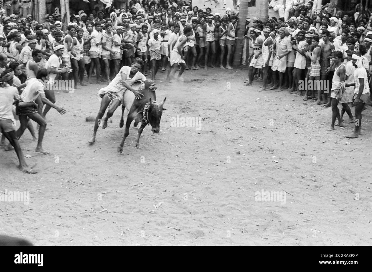 Photo en noir et blanc, Jallikattu ou taureau en cours de festival Pongal à Alanganallur près de Madurai, Tamil Nadu, Inde, Asie Banque D'Images