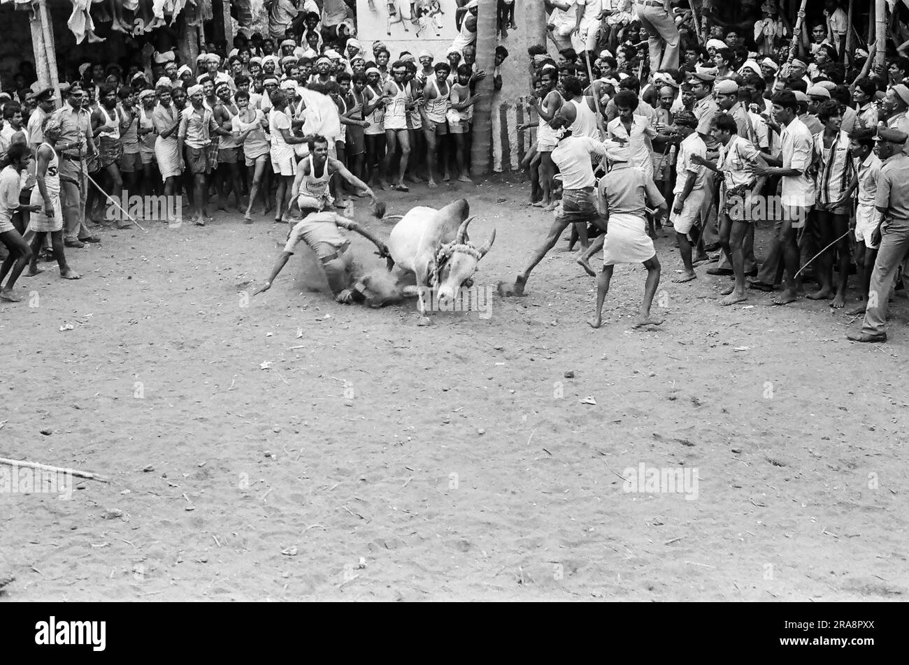 Photo en noir et blanc, Jallikattu ou taureau en cours de festival Pongal à Alanganallur près de Madurai, Tamil Nadu, Inde, Asie Banque D'Images
