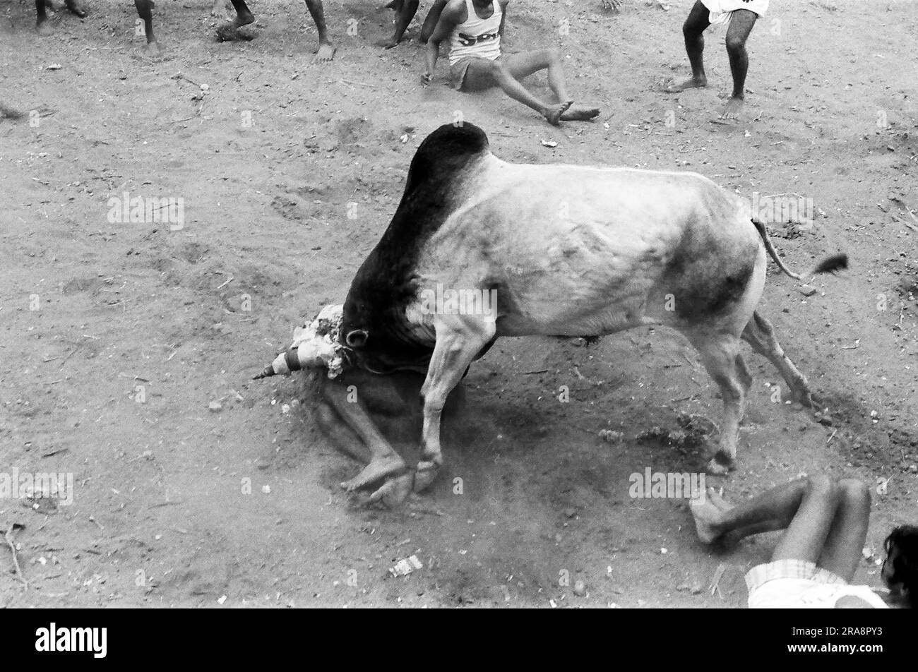 Photo en noir et blanc, Jallikattu ou taureau en train de tacher pendant le festival de Pongal à Avaniapuram près de Madurai, Tamil Nadu, Inde, Asie. Photographié en 1975 Banque D'Images