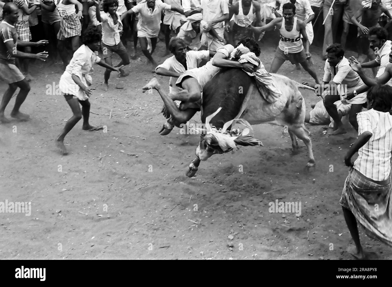 Photo en noir et blanc, Jallikattu ou taureau en train de tacher pendant le festival de Pongal à Avaniapuram près de Madurai, Tamil Nadu, Inde, Asie. Photographié en 1975 Banque D'Images
