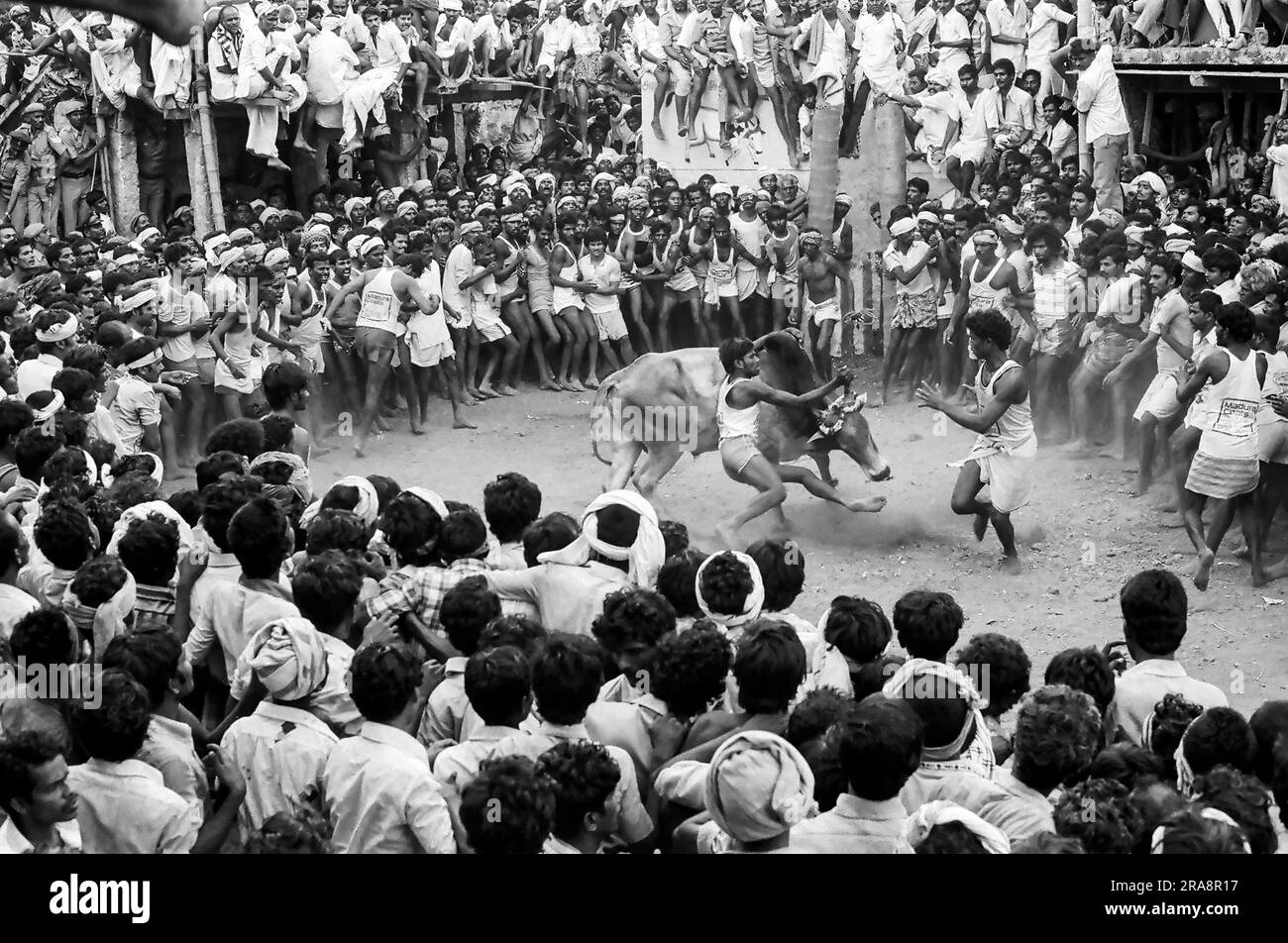 Photo en noir et blanc, Jallikattu ou taureau en cours de festival Pongal à Alanganallur près de Madurai, Tamil Nadu, Inde, Asie. Photographié en 1974 Banque D'Images