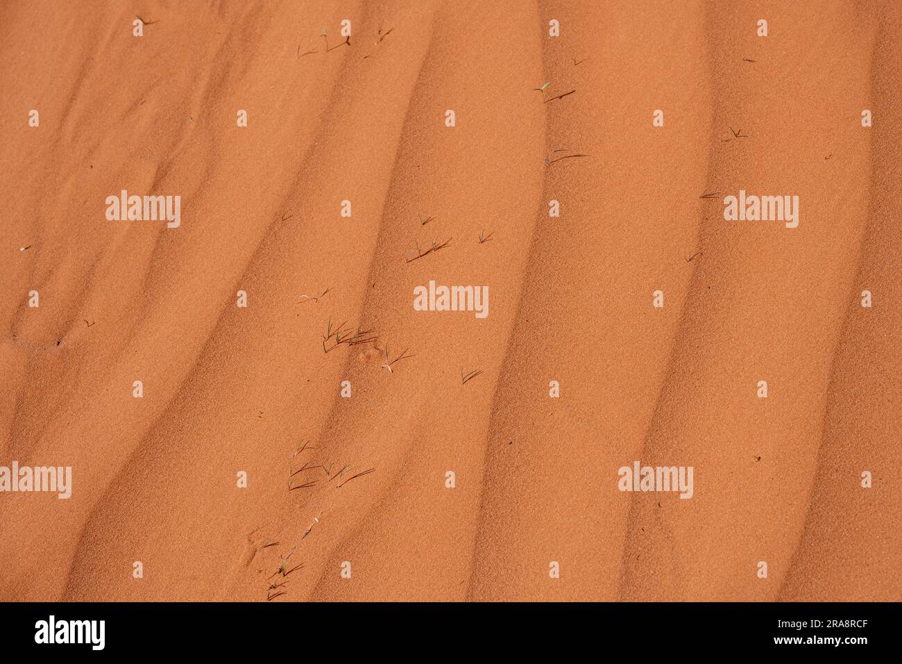 Fond de la surface ondulée d'une dune de sable rouge Banque D'Images