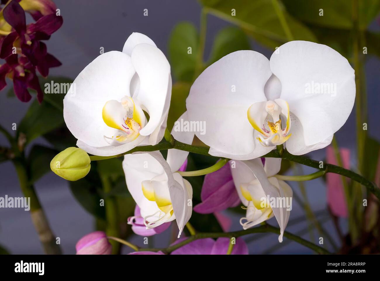 Orchidées de papillon (Phalaenopsis aphrodite) Kerala, Inde du Sud, Inde, Asie Banque D'Images