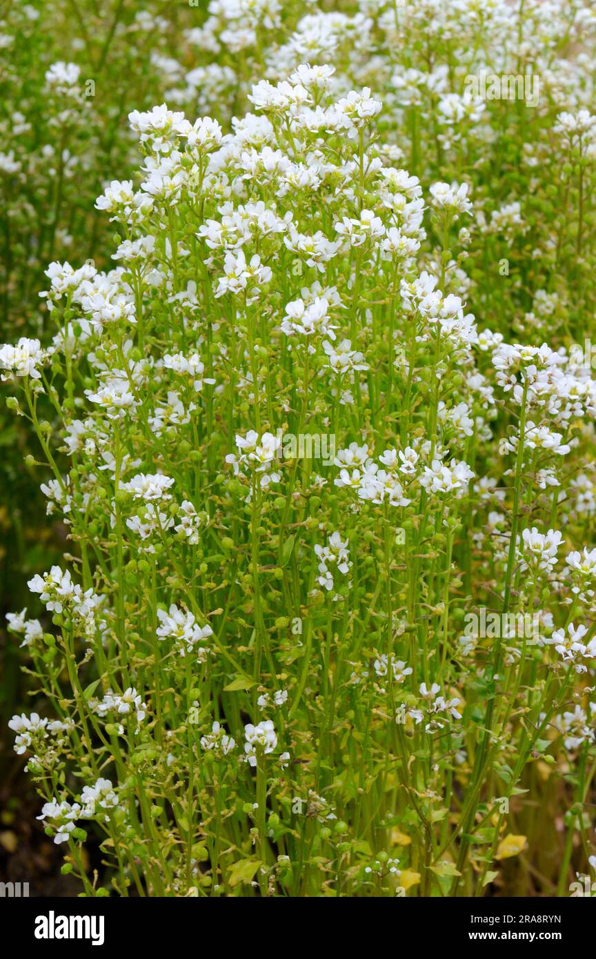 Spoonbane, véritable spoonwort (Cochlearia officinalis), scurvy, bittercress, spooncress, spoonwort Banque D'Images