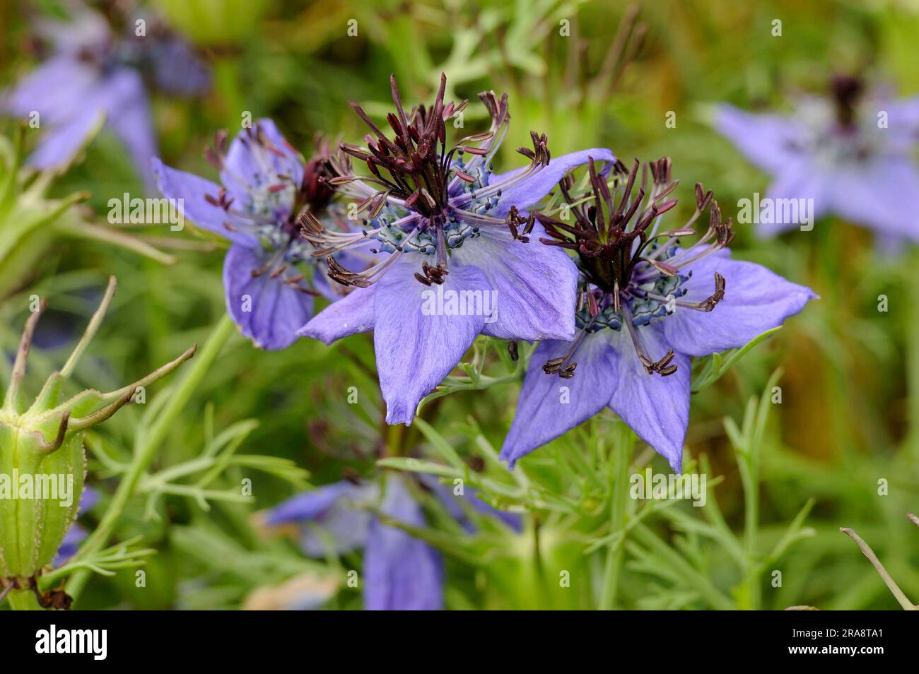 Cumin espagnol noir (Nigella hispanica hispanica) Banque D'Images