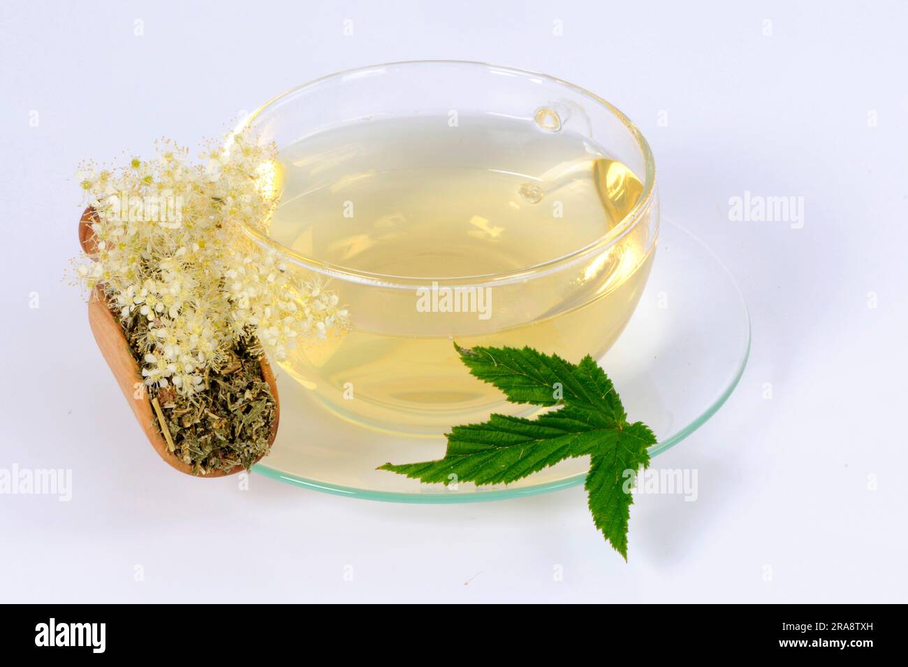 Meadowsweet, tasse de thé de limwsweet, thé de limwsweet, thé de limwsweet, vivace de limwsweet (Filipendula ulmaria), limwsweet, limwsweet Banque D'Images