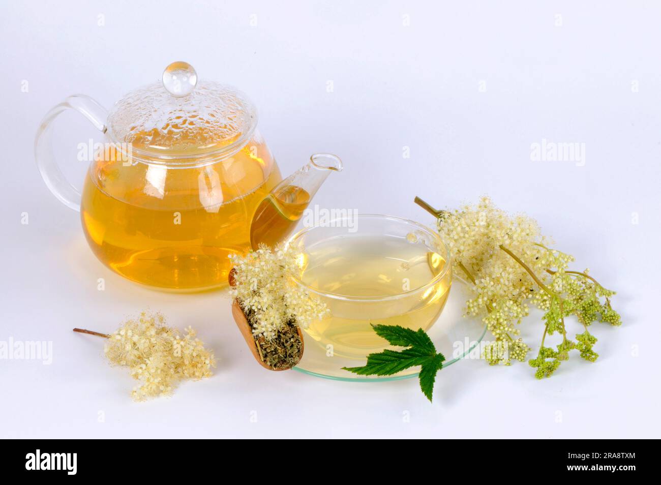 Meadowsweet, tasse et théière avec thé doux au vin, thé doux au vin, thé doux au vin, vivace au vin (Filipendula ulmaria), doux au vin Banque D'Images